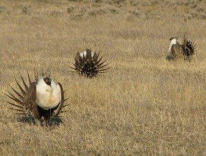 Wildlife84.tif