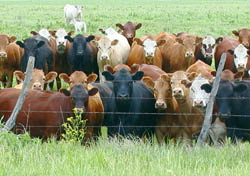 052504cows1