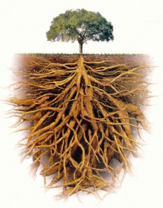 Roots2