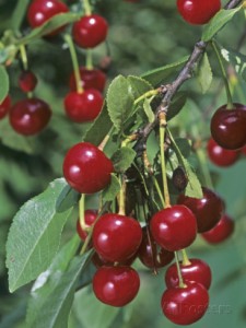 pie cherries